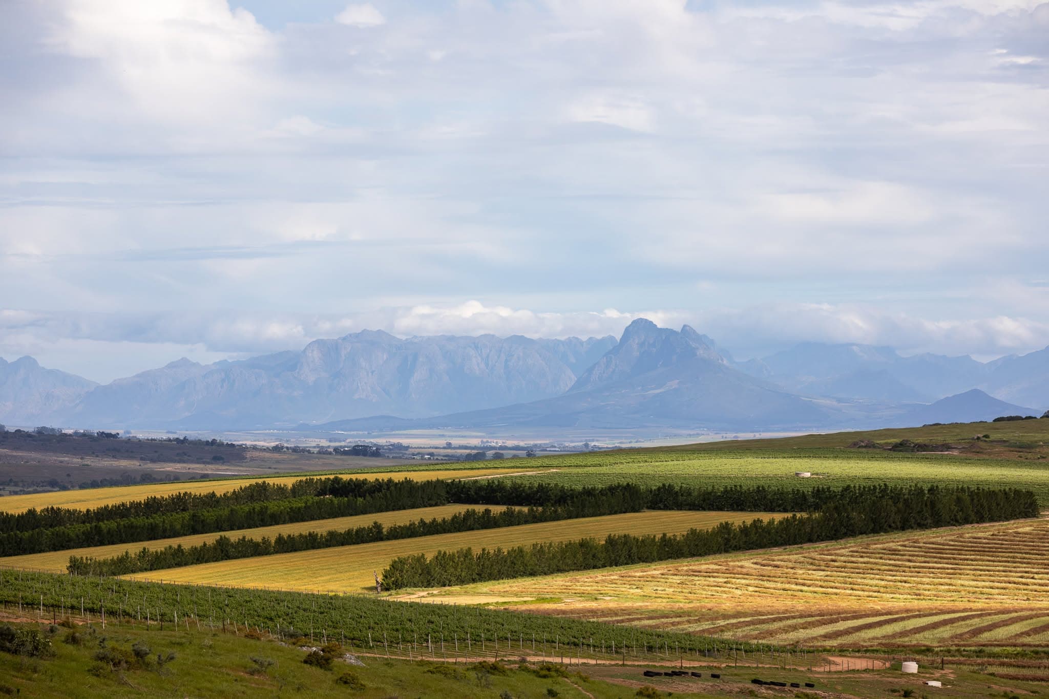 Nassau Farm and the Swartland landscape with the Boland mountains